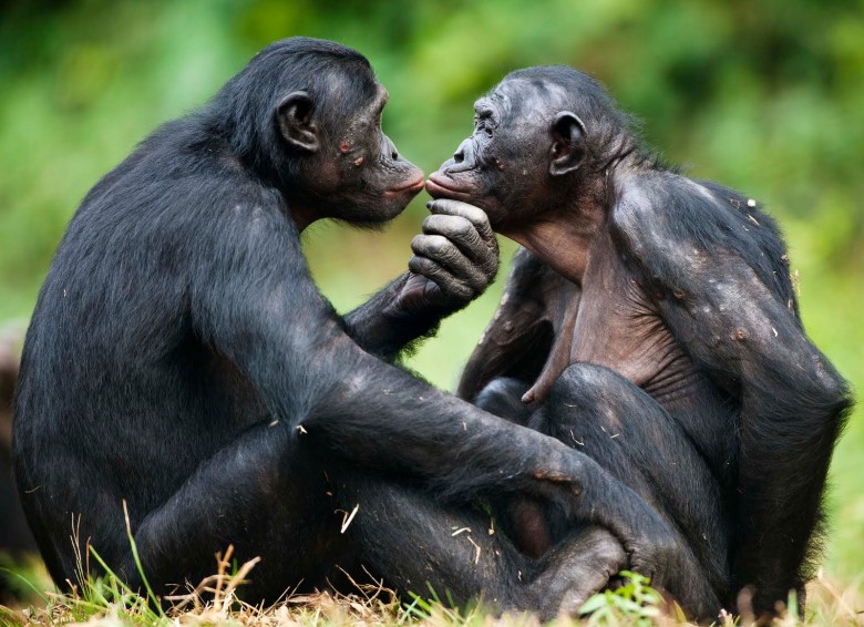 Un estudio sobre las relaciones de poder entre primates desmonta una antigua coartada: la dominación masculina no constituye una ley natural. Quizá muchas de nuestras jerarquías no provengan de la evolución, sino de las explicaciones que hemos construido para conservarlas.